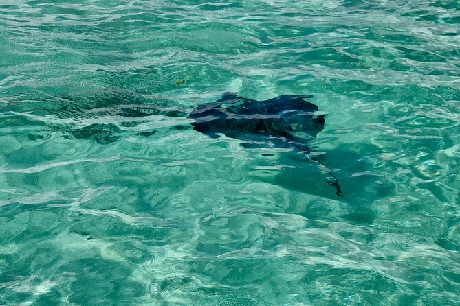 ANTIGUA FROM TOP TO BOTTOM: Stingray City, Beach, lunch & more... - A fixed Caribbean lunch in Seatons