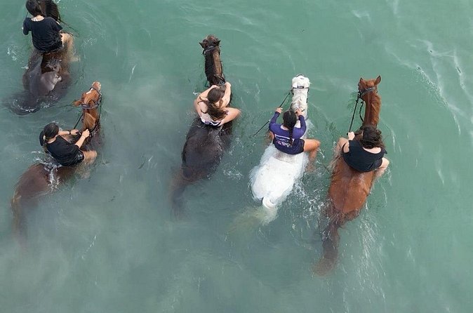 Antigua Horse Ride and Swim - Who will enjoy this most