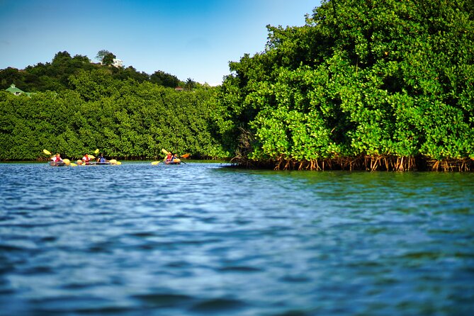 Clear Kayak Tour in Mangrove Antigua - Key points before you book