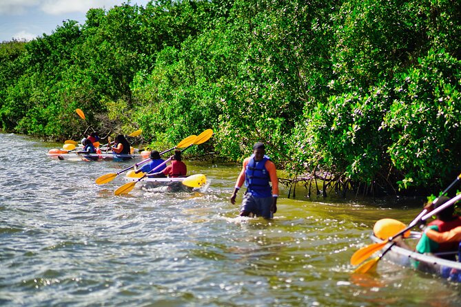 Clear Kayak Tour in Mangrove Antigua - Why the clear hull matters