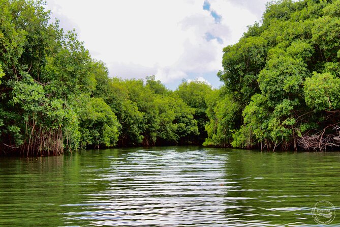 Clear Kayak Tour in Mangrove Antigua - Fitness, comfort, and the group size