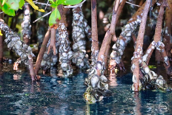 Clear Kayak Tour in Mangrove Antigua - The one-hour route through Antigua’s mangroves