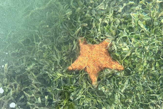Crystal Kayak & Snorkel Eco Tour (with transfer) - What you may see beneath the boat
