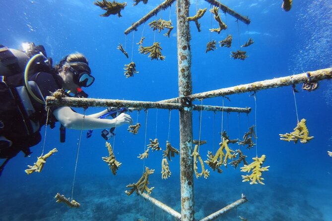 DiveCarib - An Eco-Friendly Certified Diver Trip in Antigua - Entering the water with a local guide