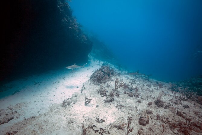 DiveCarib - An Eco-Friendly Certified Diver Trip in Antigua - Why the wildlife rules matter
