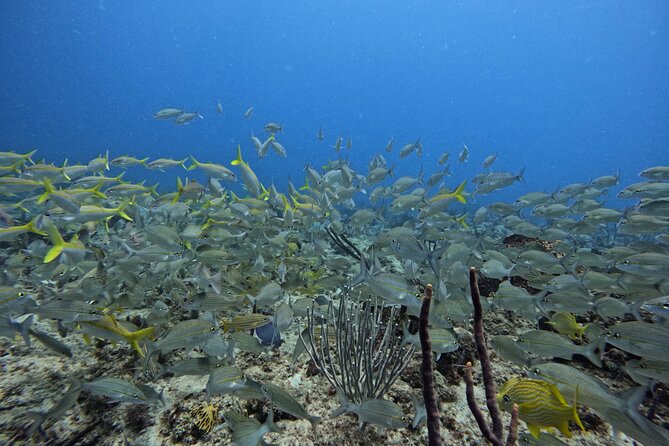 DiveCarib - An Eco-Friendly Certified Diver Trip in Antigua - What the four-hour schedule really includes