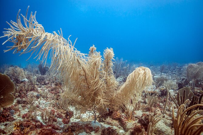 DiveCarib - An Eco-Friendly Certified Diver Trip in Antigua - Is the $199 price a fair deal?