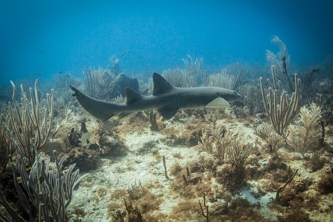 DiveCarib - An Eco-Friendly Certified Diver Trip in Antigua - Who should book this Antigua scuba outing?