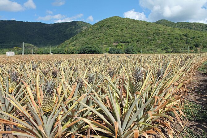 Half-Day Tour: A Taste of Paradise and History of Antigua - What the private vehicle is really worth