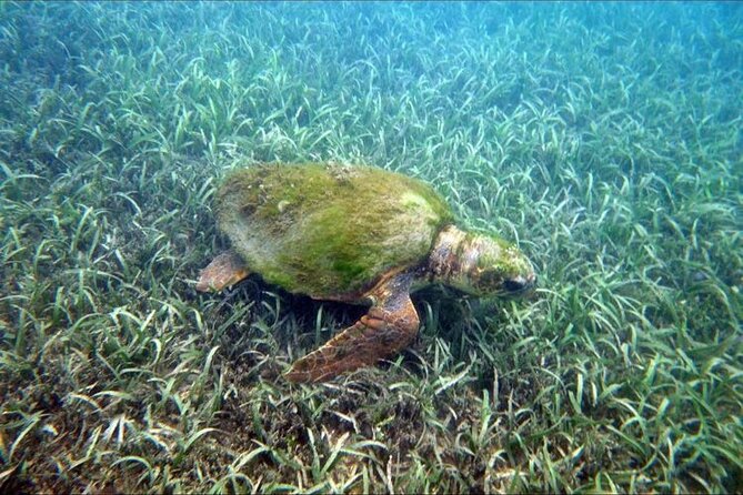 Private Snorkeling and Sightseeing Tour of Antigua - Price, park fees, and what you receive for $125