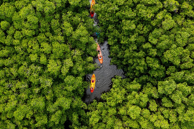 SoCoHo Eco Half Day - Mangrove Kayak & Reef Snorkeling - Key points to know before booking