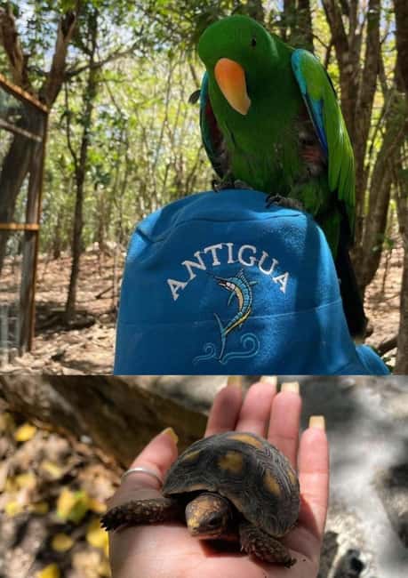 St. John's; Combo Laviscount Island & Swimming with Stingray - How the $245 price works in practical terms