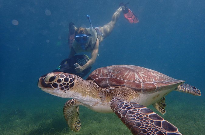 Turtle Beach Power Snorkeling Adventure - Photos, refreshments, and what to bring