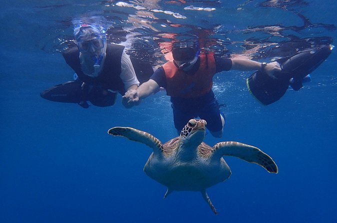 Turtle Beach Power Snorkeling Adventure - Who will enjoy this most