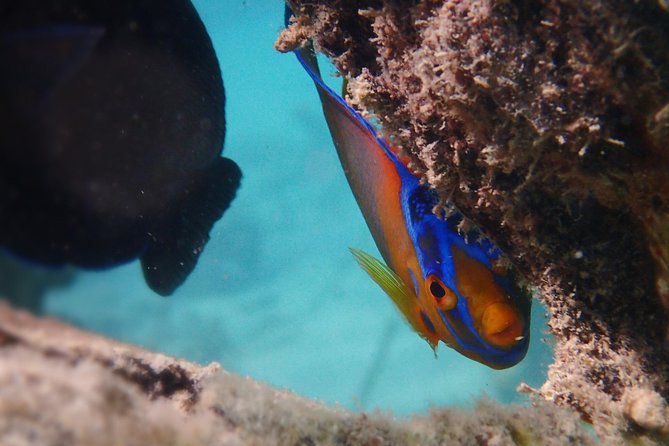 Under the Sea snorkeling(Stingray/Kayak/ Power Snorkel available) - Private transport from St. John’s