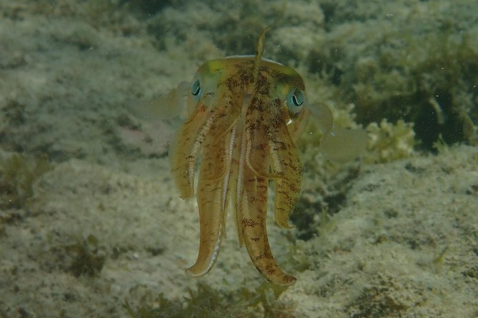 Under the Sea snorkeling(Stingray/Kayak/ Power Snorkel available) - How much value do you get for $150?