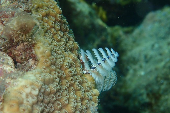 Under the Sea snorkeling(Stingray/Kayak/ Power Snorkel available) - Wildlife expectations at the reef