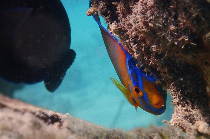 Under the Sea snorkeling(Stingray/Kayak/ Power Snorkel available) - Who should book this Antigua snorkeling tour?