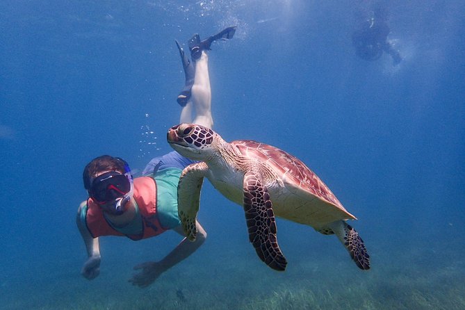 Under the Sea snorkeling(Stingray/Kayak/ Power Snorkel available) - What the three-hour outing may feel like